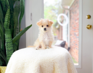10 week old Maltipoo Puppy For Sale - Simply Southern Pups