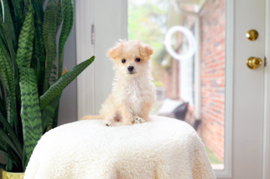 Cute Maltipoo Baby