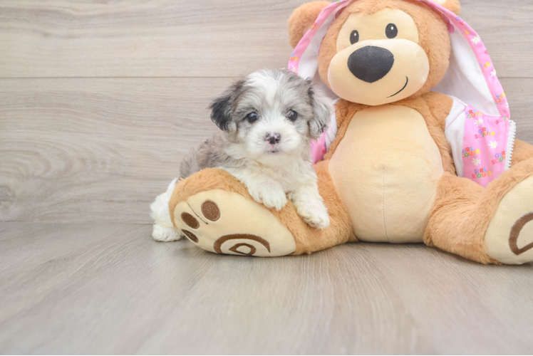 Energetic Maltepoo Poodle Mix Puppy