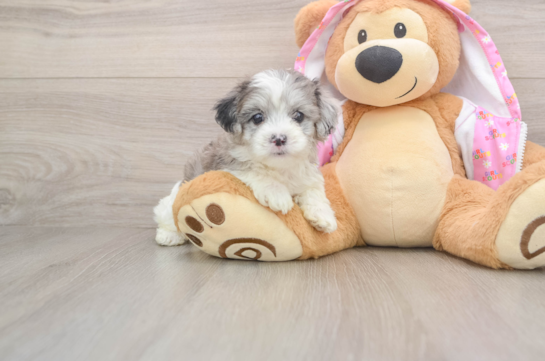 Energetic Maltepoo Poodle Mix Puppy