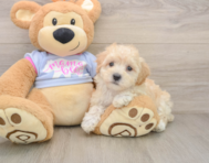 8 week old Maltipoo Puppy For Sale - Simply Southern Pups