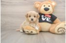 Maltipoo Pup Being Cute