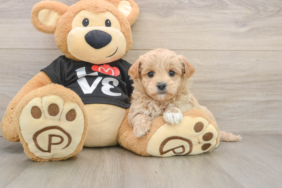 Hypoallergenic Maltese Poodle Poodle Mix Puppy