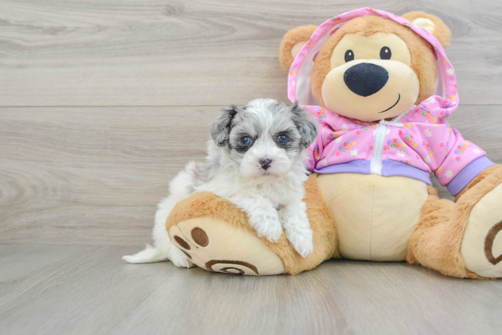 Maltipoo Puppy for Adoption