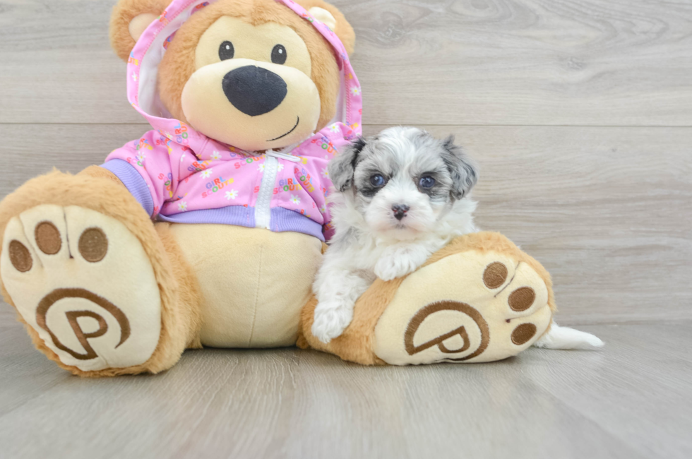 7 week old Maltipoo Puppy For Sale - Simply Southern Pups