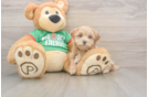 Cute Maltipoo Baby