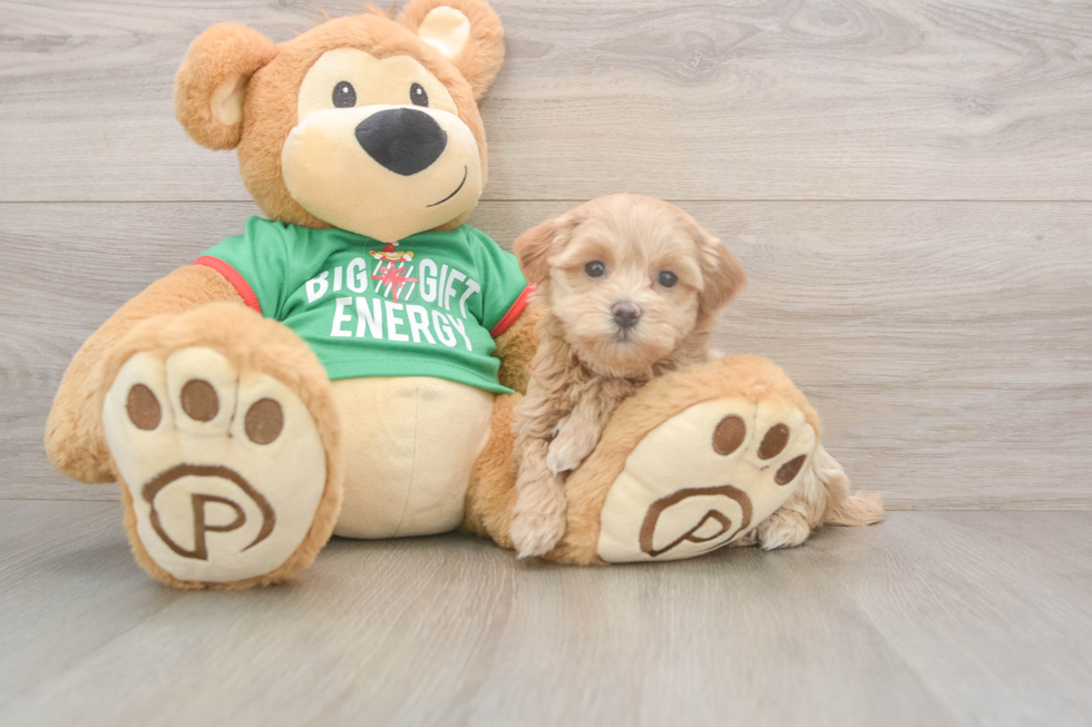 Cute Maltipoo Baby
