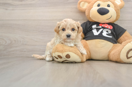 Maltipoo Puppy for Adoption