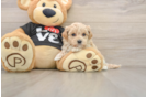 Maltipoo Puppy for Adoption