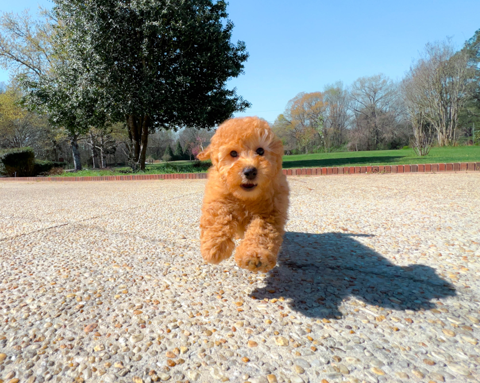 Cute Maltese Poodle Poodle Mix Puppy