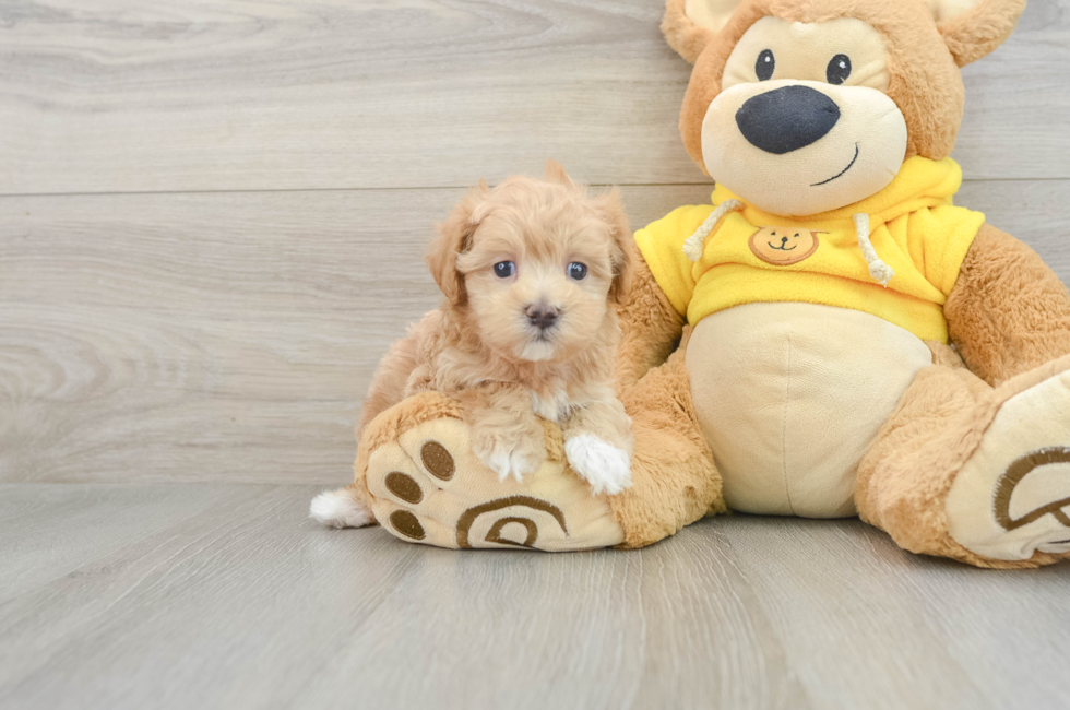 6 week old Maltipoo Puppy For Sale - Simply Southern Pups