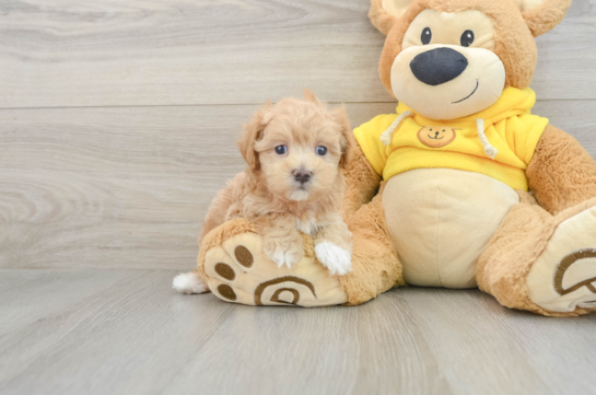 Maltipoo Pup Being Cute