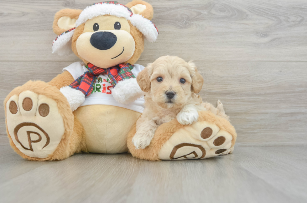 6 week old Maltipoo Puppy For Sale - Simply Southern Pups