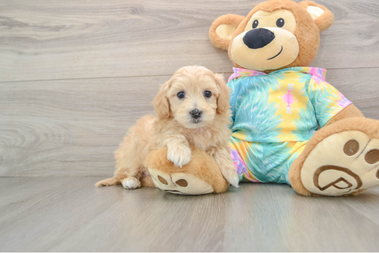 Maltipoo Puppy for Adoption