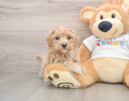 9 week old Maltipoo Puppy For Sale - Simply Southern Pups
