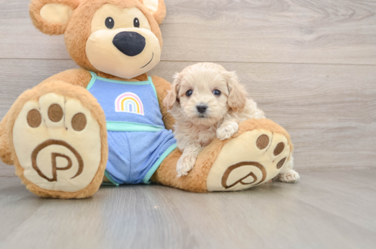 Maltipoo Pup Being Cute