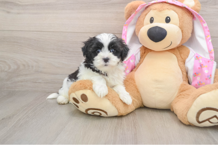 Best Maltipoo Baby