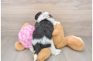Maltipoo Pup Being Cute