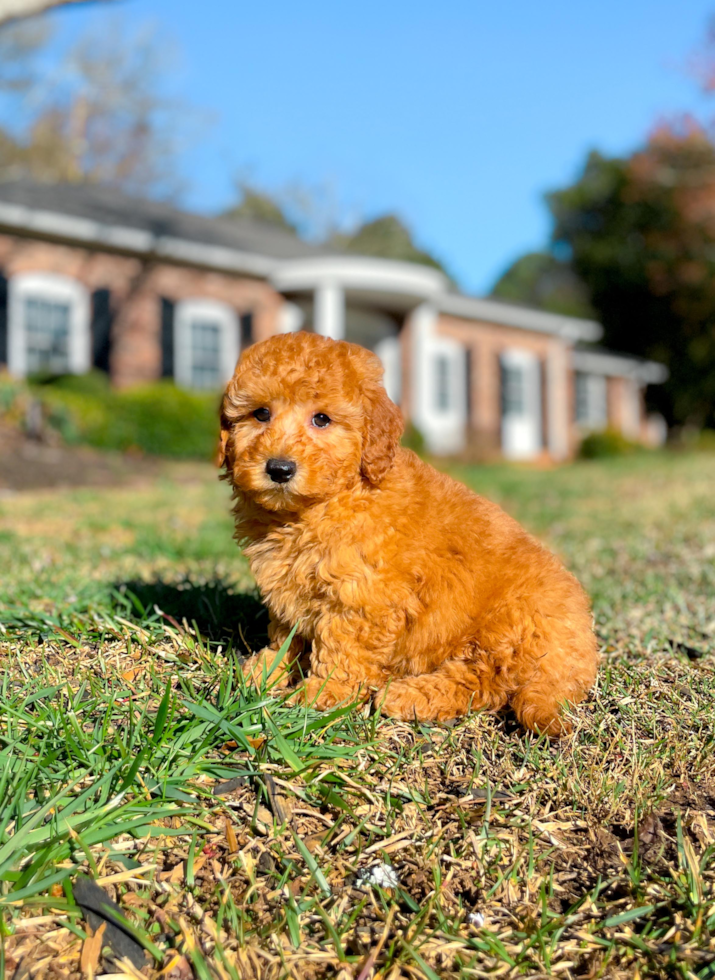 Cute Maltepoo Poodle Mix Puppy