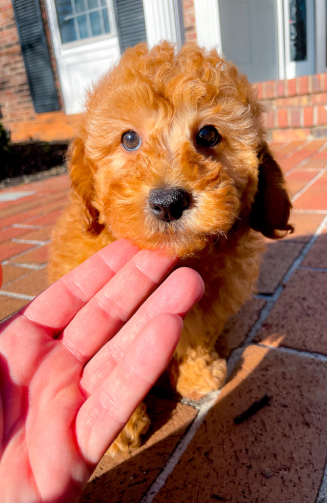 Cute Maltipoo Poodle Mix Pup