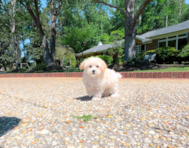10 week old Maltipoo Puppy For Sale - Simply Southern Pups