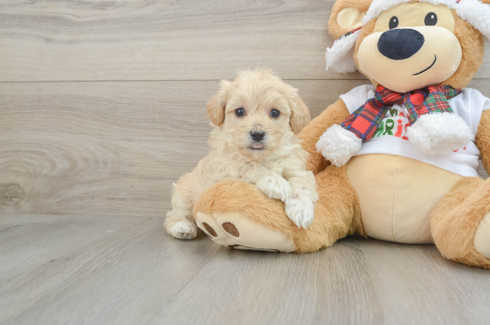 6 week old Maltipoo Puppy For Sale - Simply Southern Pups