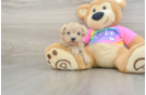 Maltipoo Puppy for Adoption