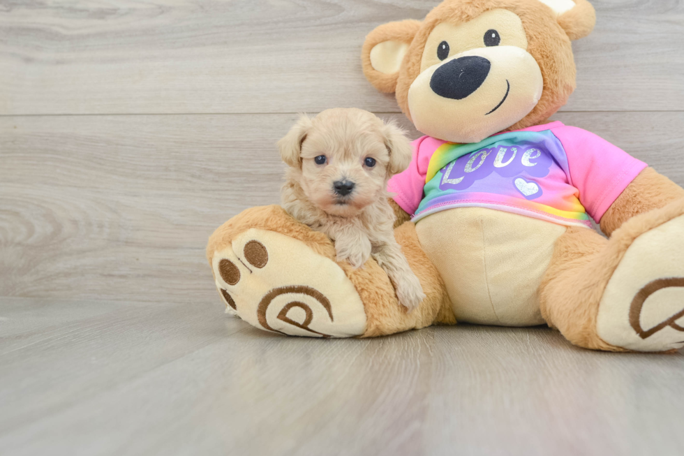 Maltipoo Puppy for Adoption
