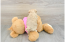 Maltipoo Puppy for Adoption
