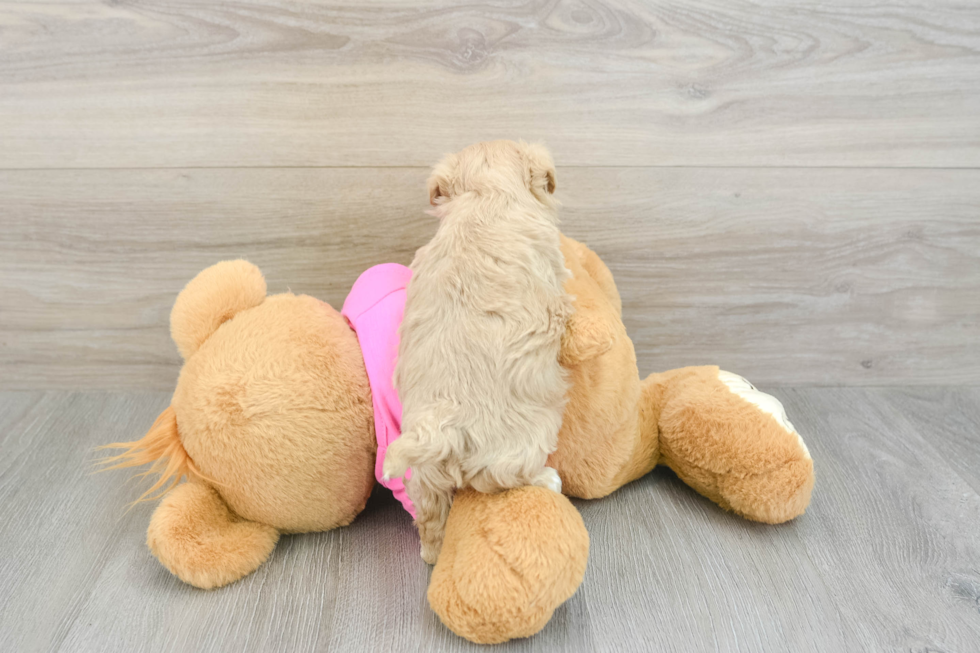 Maltipoo Puppy for Adoption