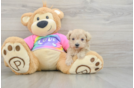 Fluffy Maltipoo Poodle Mix Pup