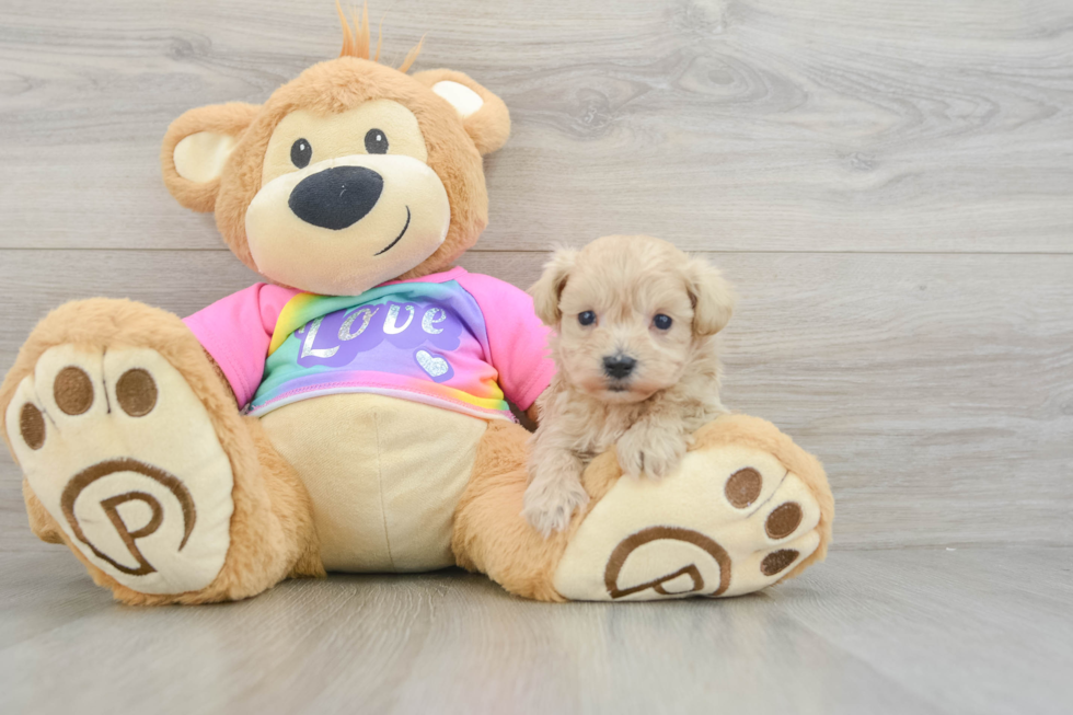 Fluffy Maltipoo Poodle Mix Pup