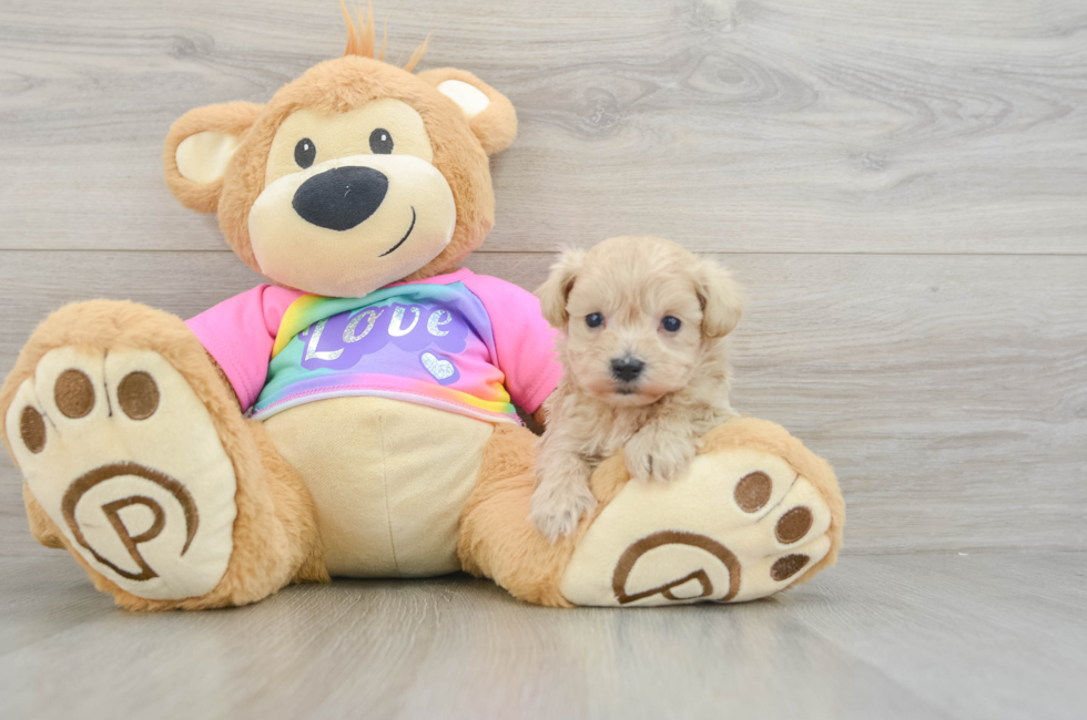 8 week old Maltipoo Puppy For Sale - Simply Southern Pups