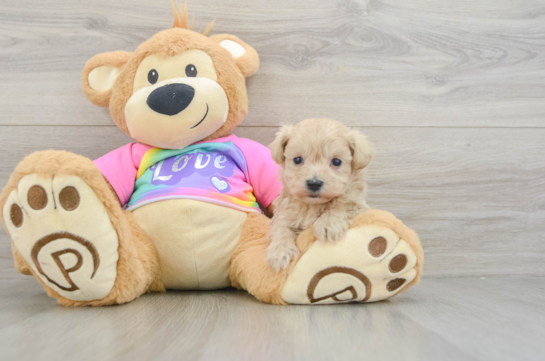 Fluffy Maltipoo Poodle Mix Pup