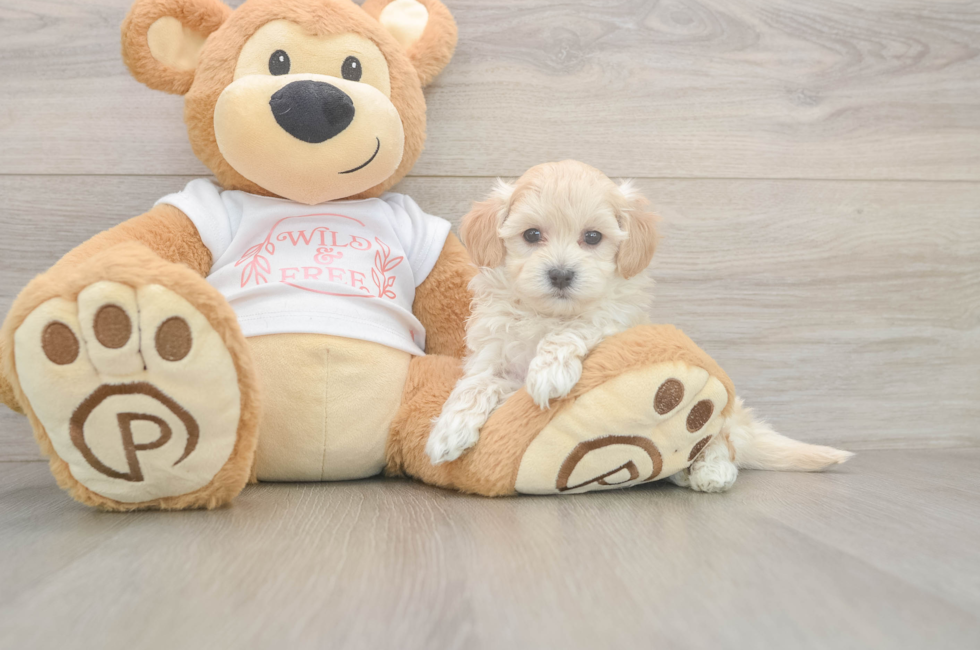 5 week old Maltipoo Puppy For Sale - Simply Southern Pups