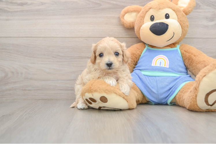 Happy Maltipoo Baby