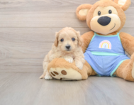 9 week old Maltipoo Puppy For Sale - Simply Southern Pups