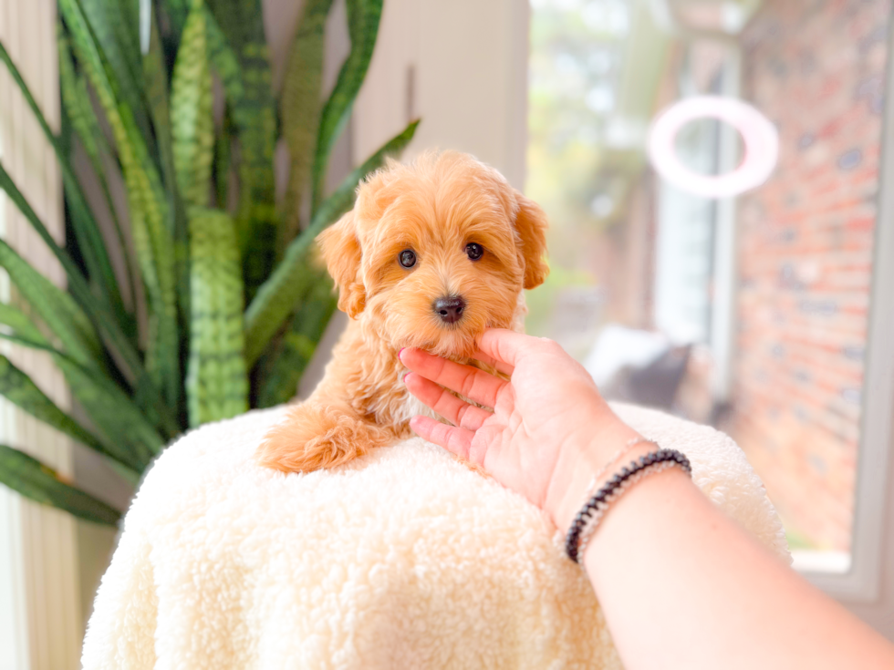 Best Maltipoo Baby