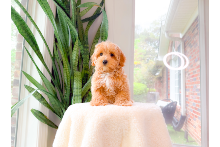 Best Maltipoo Baby