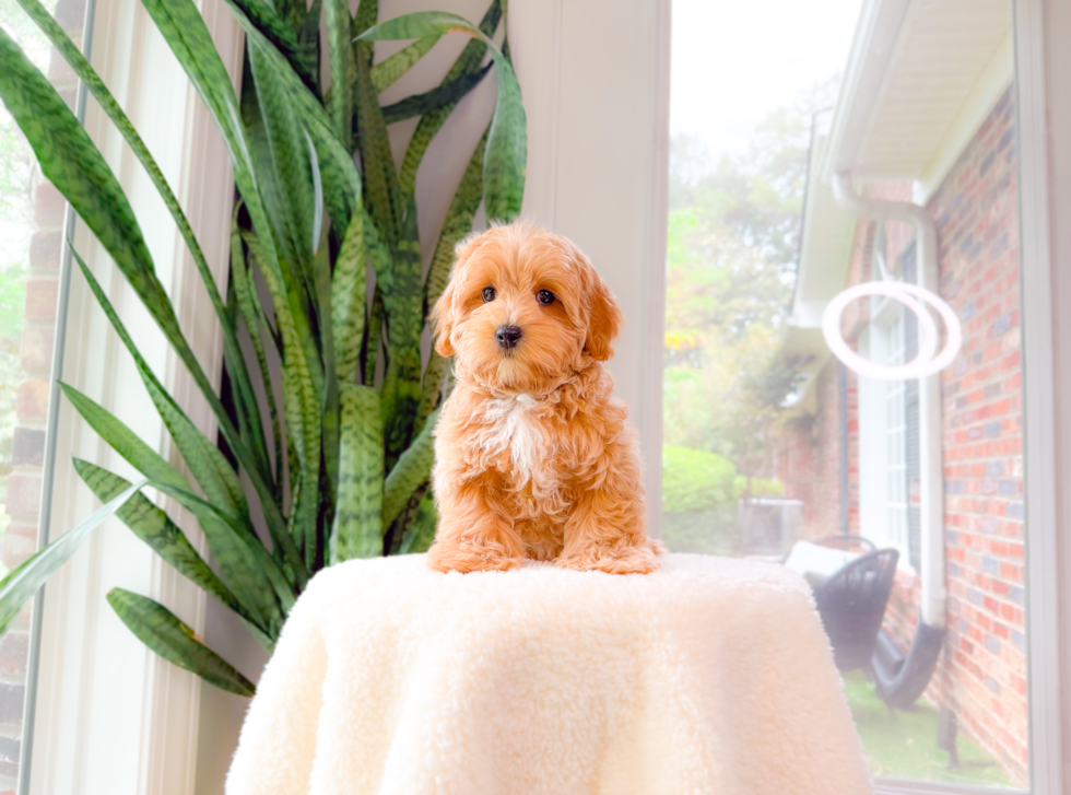 Best Maltipoo Baby