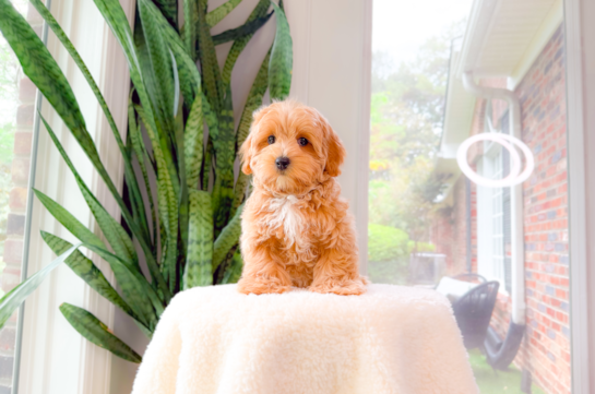 Best Maltipoo Baby