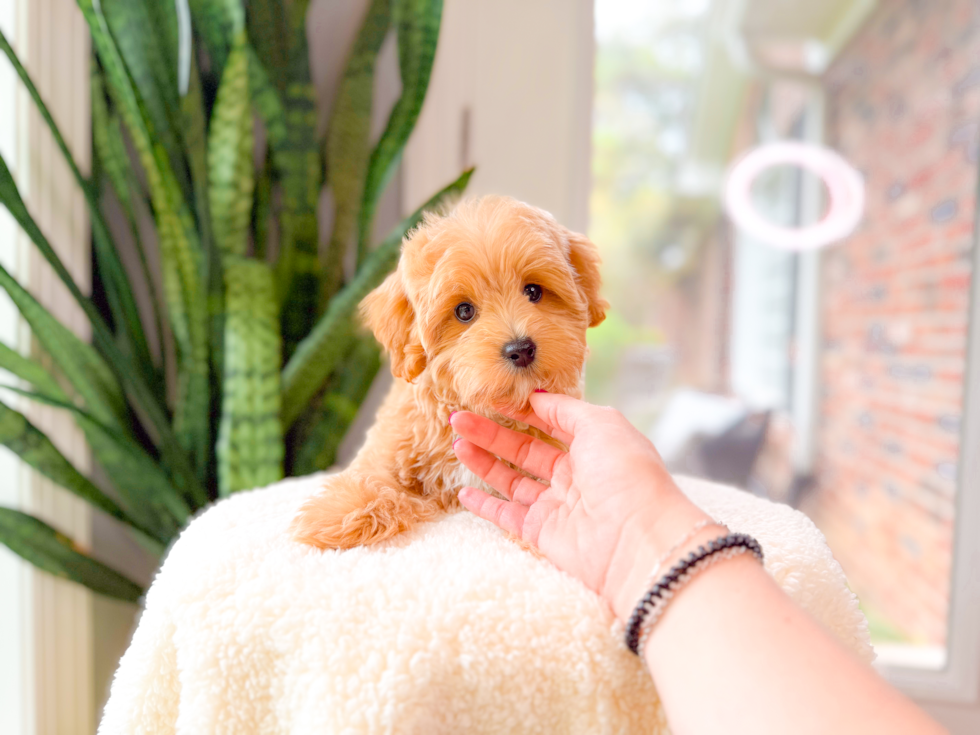 Cute Maltipoo Poodle Mix Pup