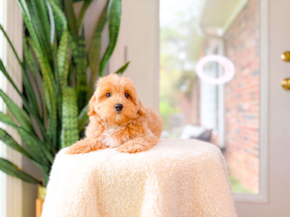 Best Maltipoo Baby