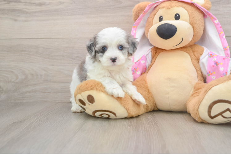 Maltipoo Puppy for Adoption