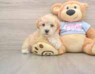 8 week old Maltipoo Puppy For Sale - Simply Southern Pups