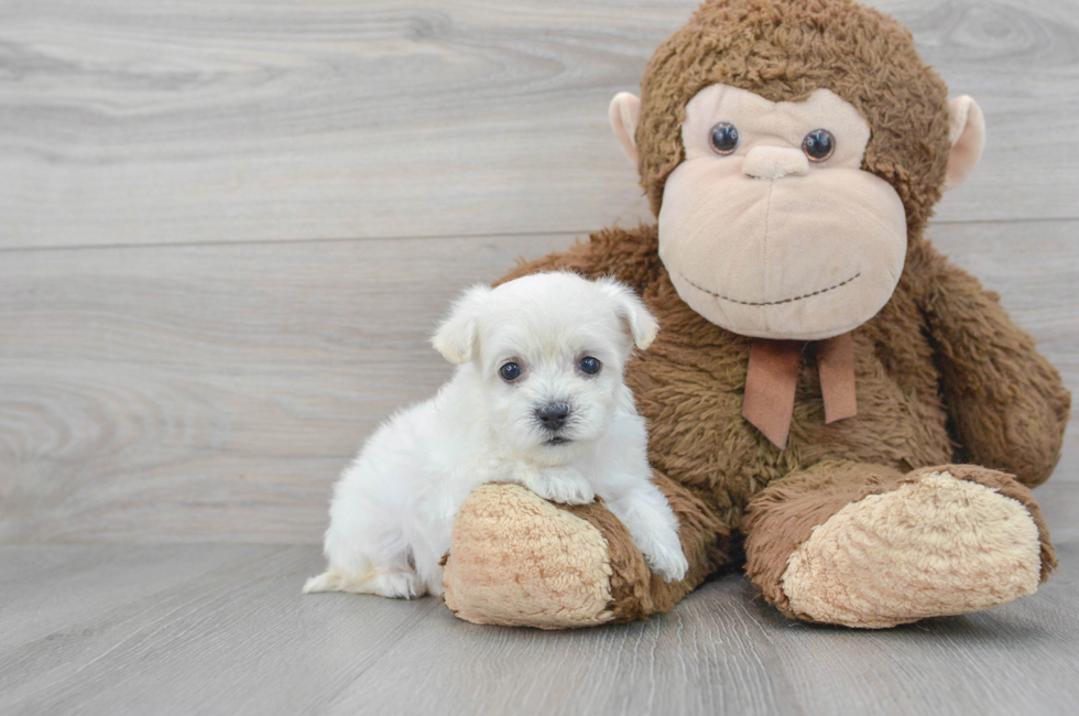 7 week old Maltipoo Puppy For Sale - Simply Southern Pups