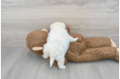 Small Maltipoo Baby