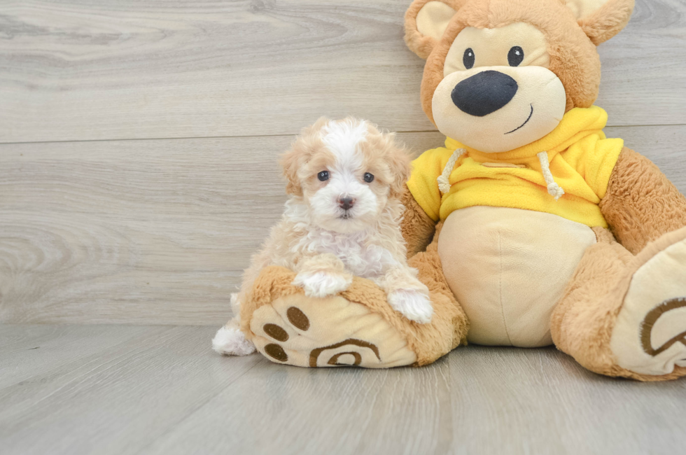 6 week old Maltipoo Puppy For Sale - Simply Southern Pups