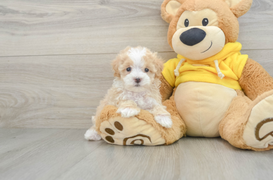 Smart Maltipoo Poodle Mix Pup