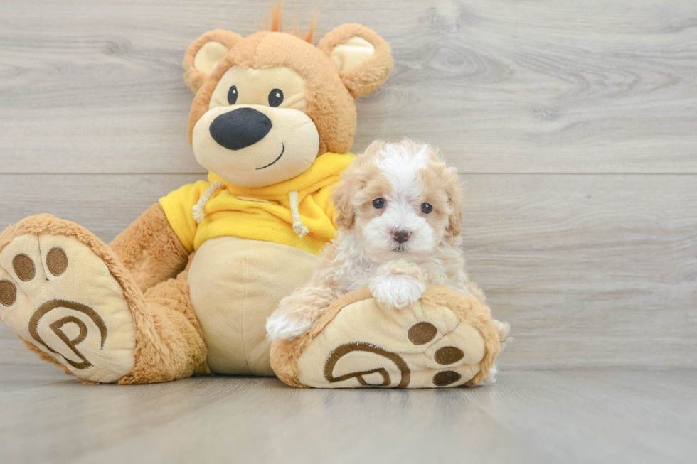 Maltipoo Puppy for Adoption